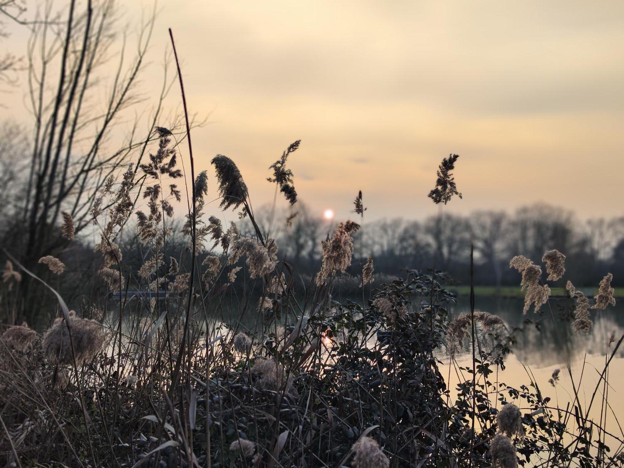 Domaine De La Roseliere • Nature • Brenne Rosnay  Esterno foto