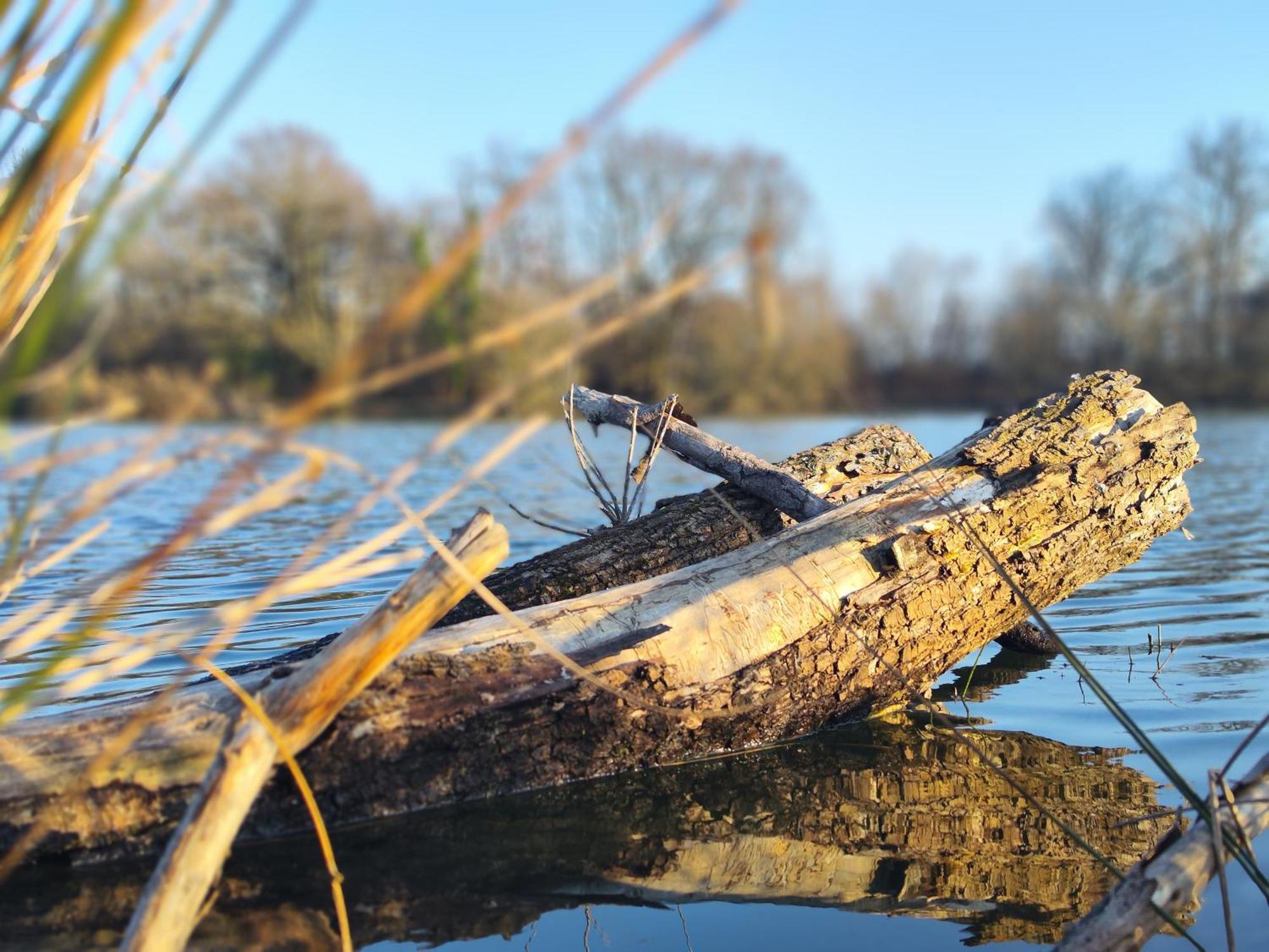 Domaine De La Roseliere • Nature • Brenne Rosnay  Esterno foto